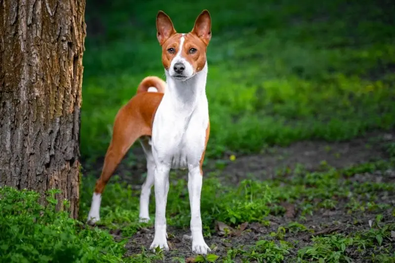 Hình ảnh chó Basenji 23