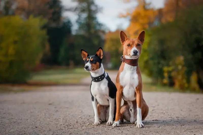 Hình ảnh chó Basenji 22