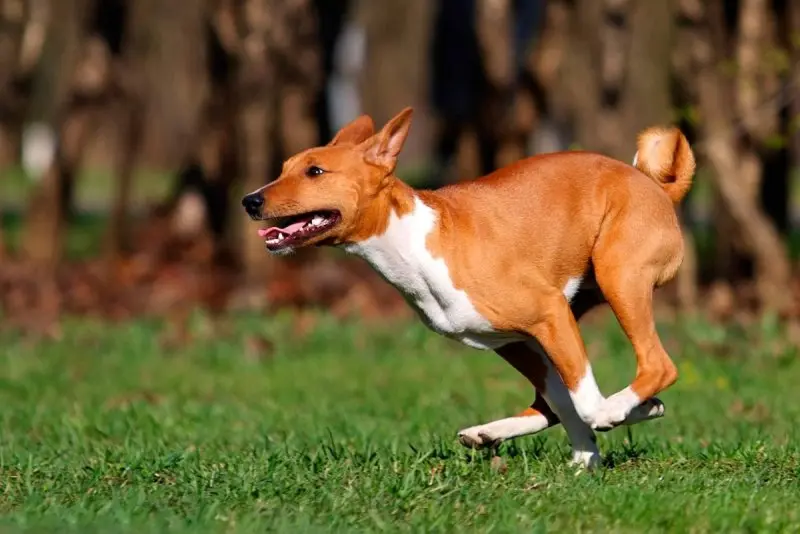 Hình ảnh chó Basenji 21