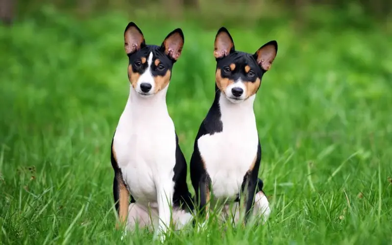 Hình ảnh chó Basenji 20