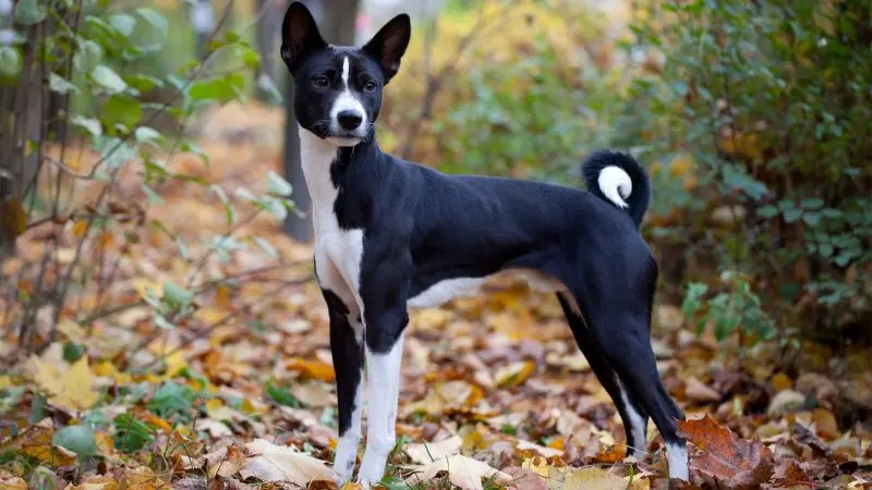 Hình ảnh chó Basenji 19