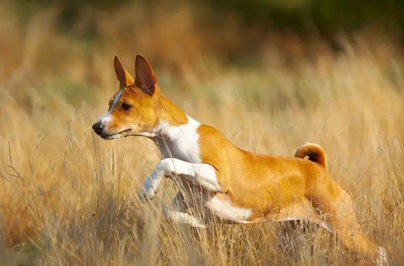 Hình ảnh chó Basenji 18