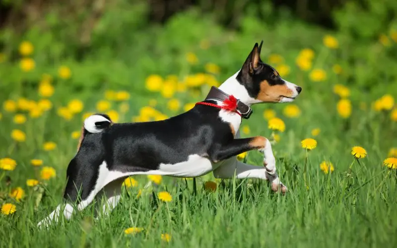 Hình ảnh chó Basenji 17