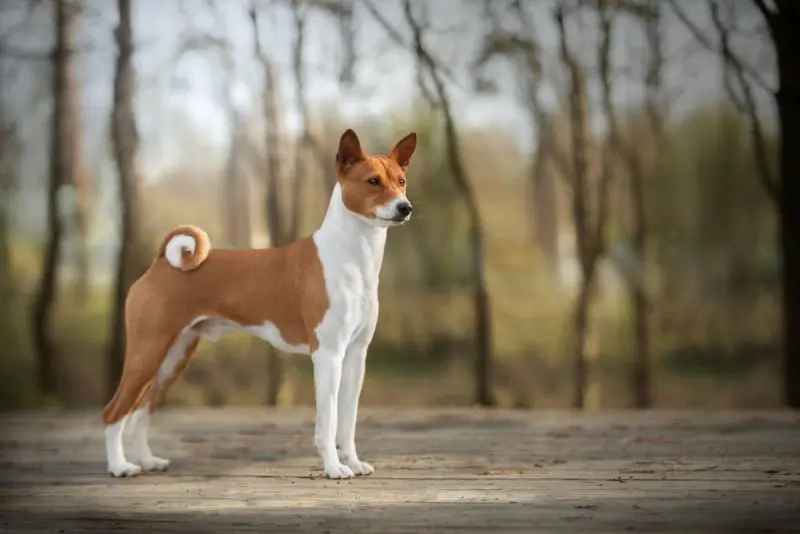 Hình ảnh chó Basenji 16