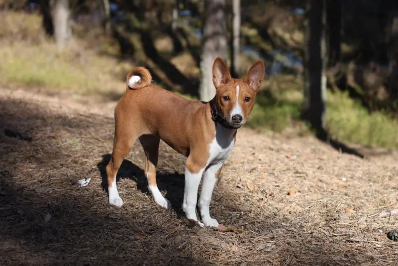 Hình ảnh chó Basenji 15