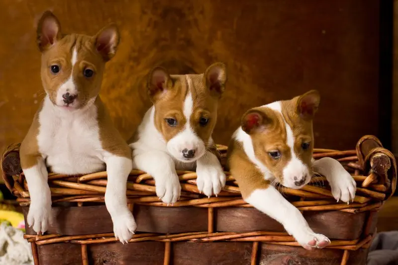 Hình ảnh chó Basenji 14