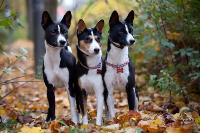 Hình ảnh chó Basenji 13