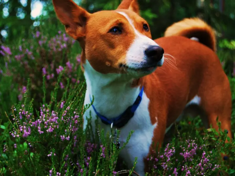 Hình ảnh chó Basenji 12