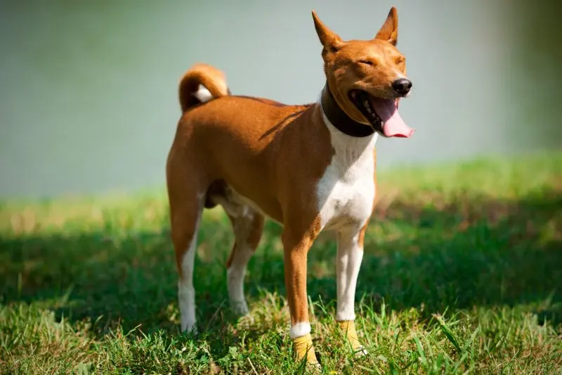 Hình ảnh chó Basenji 11