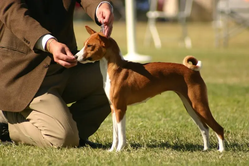 Hình ảnh chó Basenji 10