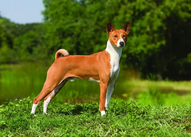 Hình ảnh chó Basenji 9