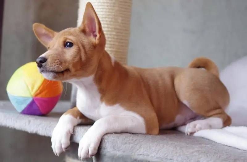 Hình ảnh chó Basenji 8