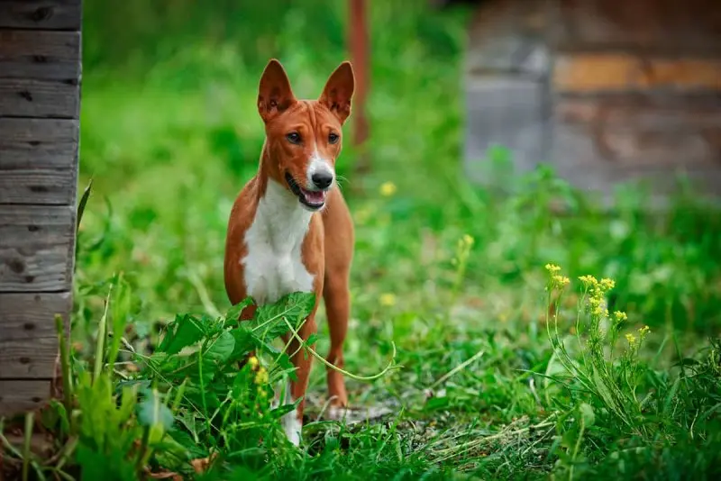 Hình ảnh chó Basenji 7