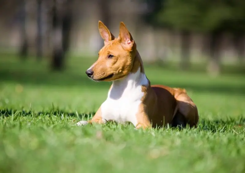 Hình ảnh chó Basenji 6