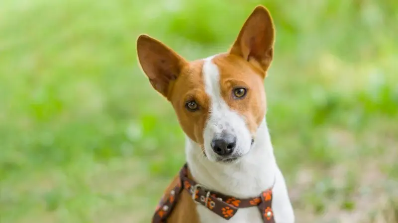 Hình ảnh chó Basenji 5