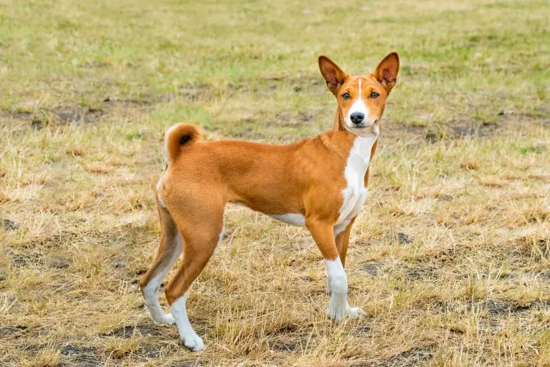 Hình ảnh chó Basenji 4