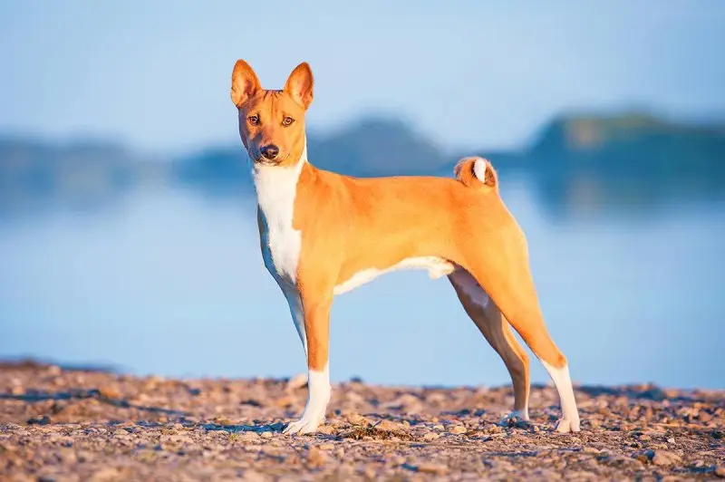 Hình ảnh chó Basenji 3