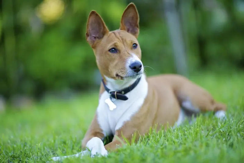 Hình ảnh chó Basenji 2