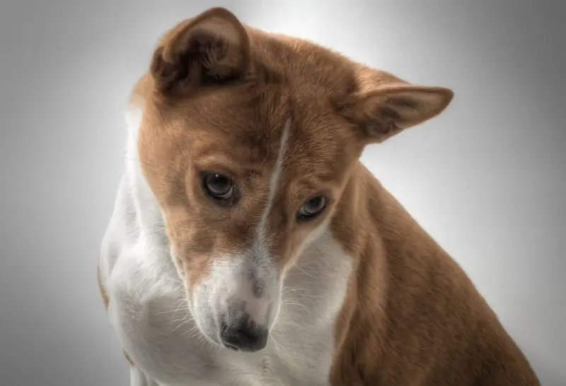 Hình ảnh chó Basenji 1