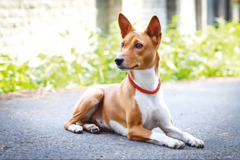 Giá bán chó Basenji 