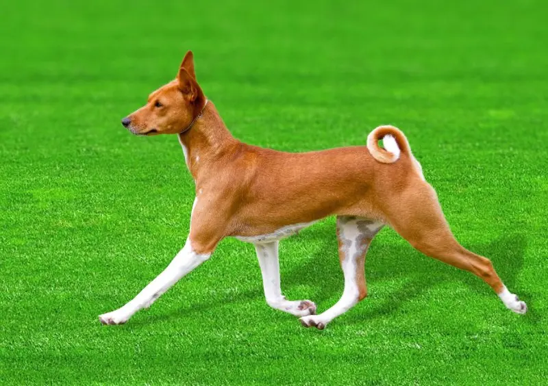 Các bệnh thường gặp ở chó Basenji