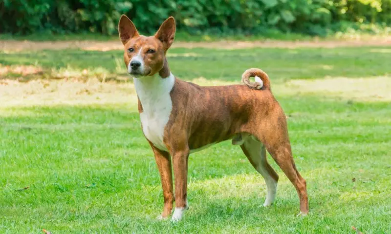 Cách chăm sóc chó Basenji 2