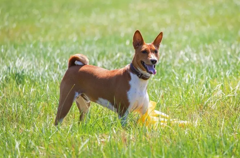 Cách chăm sóc chó Basenji 1