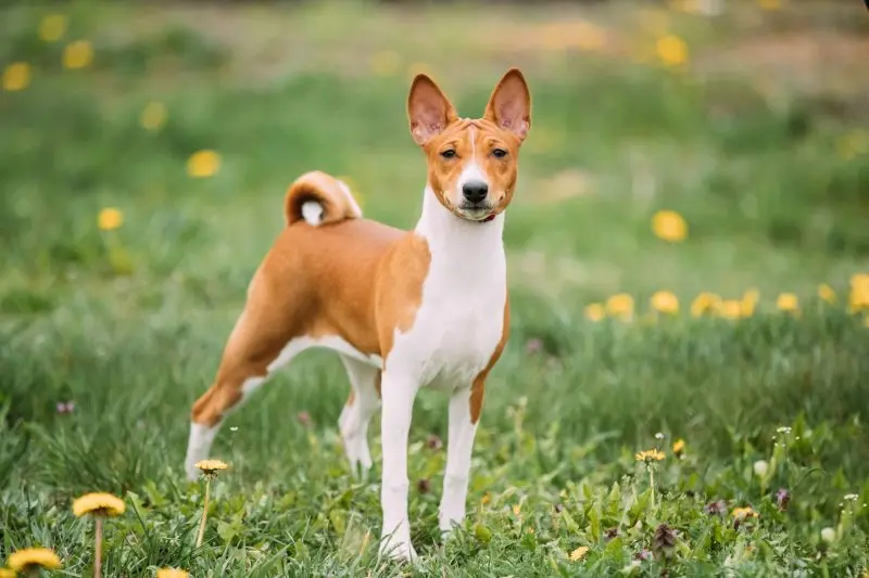 Đặc điểm tính cách của chó Basenji 2