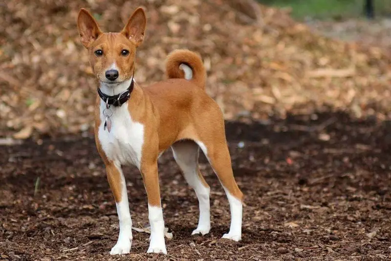 Đặc điểm tính cách của chó Basenji 1