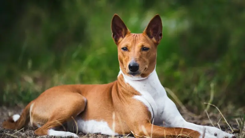 Đặc điểm ngoại hình của chó Basenji