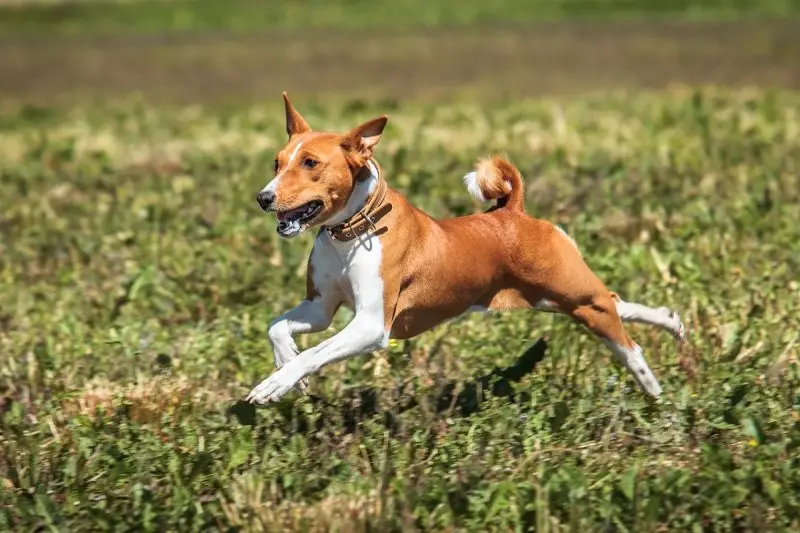 Nguồn gốc của chó Basenji