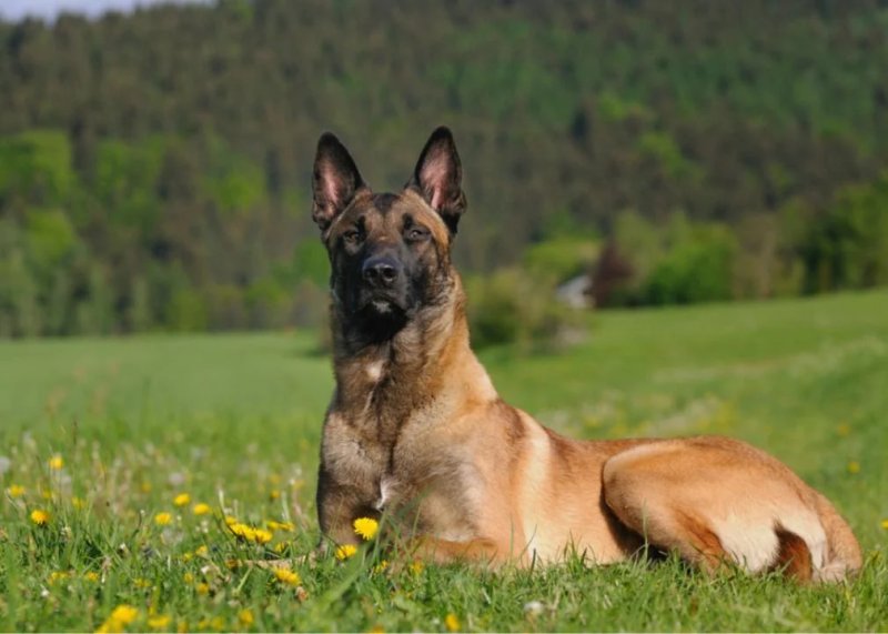 Nguồn gốc chó Belgian Malinois