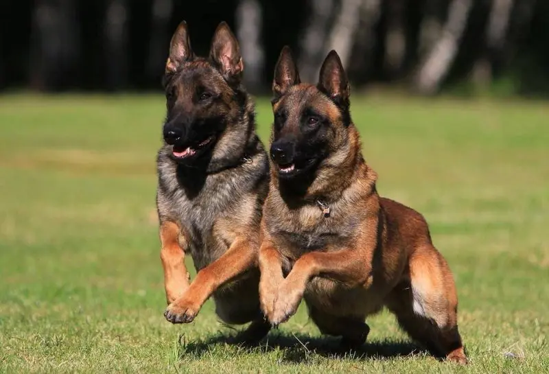 Cách chăm sóc chó Belgian Malinois 2