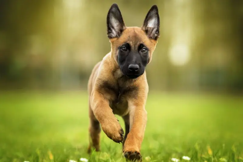 Cách chăm sóc chó Belgian Malinois 2