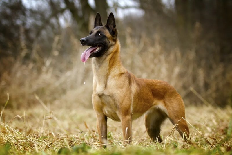 Giá bán chó Belgian Malinois