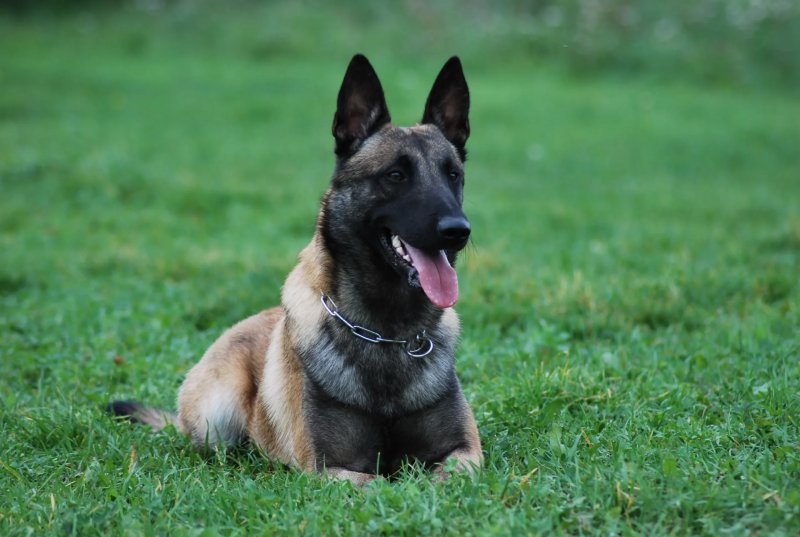 Hình ảnh chó Malinois 5