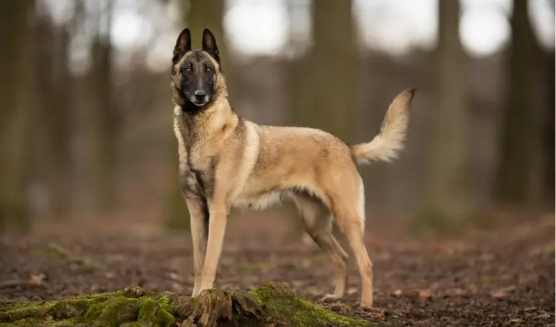 Hình ảnh chó Malinois 3