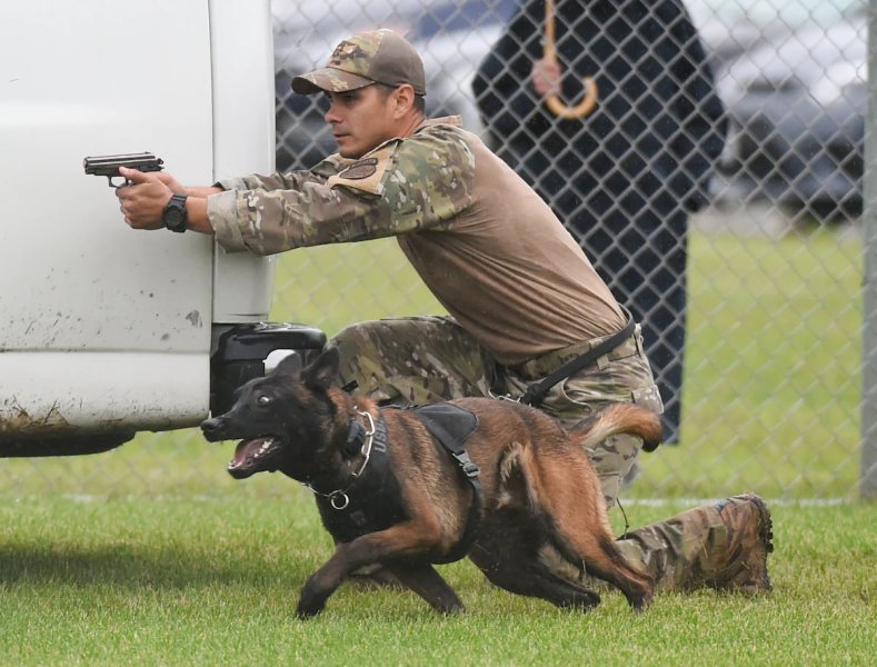 Hình ảnh chó Malinois 9