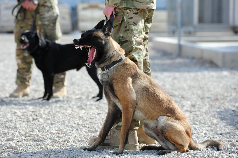 Hình ảnh chó Malinois 12