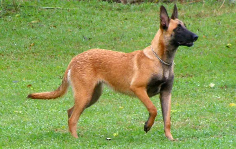 Hình ảnh chó Malinois 11