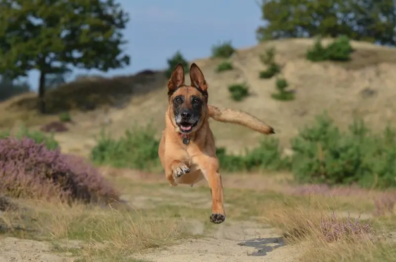 Hình ảnh chó Malinois 13