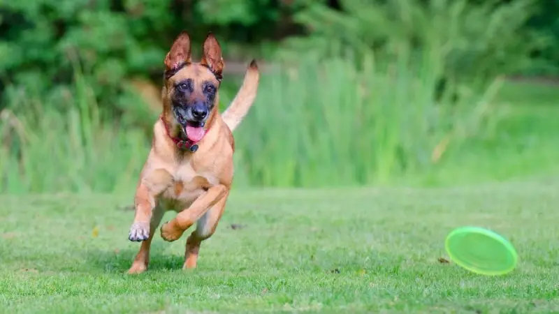 Hình ảnh chó Malinois 14