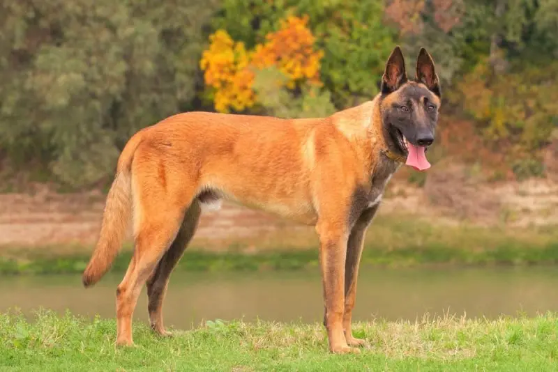 Hình ảnh chó Malinois 15