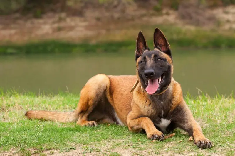 Hình ảnh chó Malinois 17