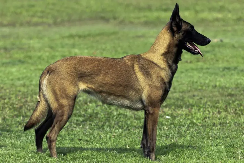 Hình ảnh chó Malinois 18