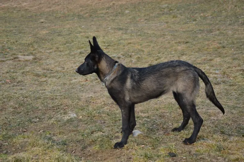 Hình ảnh chó Malinois 19