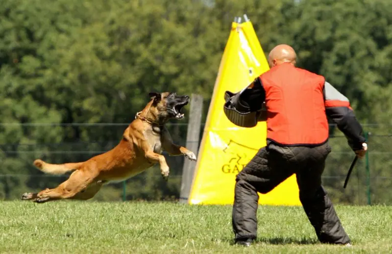 Hình ảnh chó Malinois 20