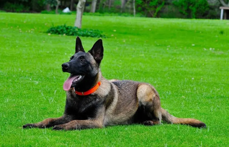 Hình ảnh chó Malinois 21