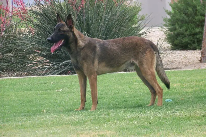 Hình ảnh chó Malinois 22