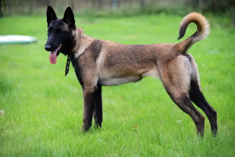 Hình ảnh chó Malinois 23